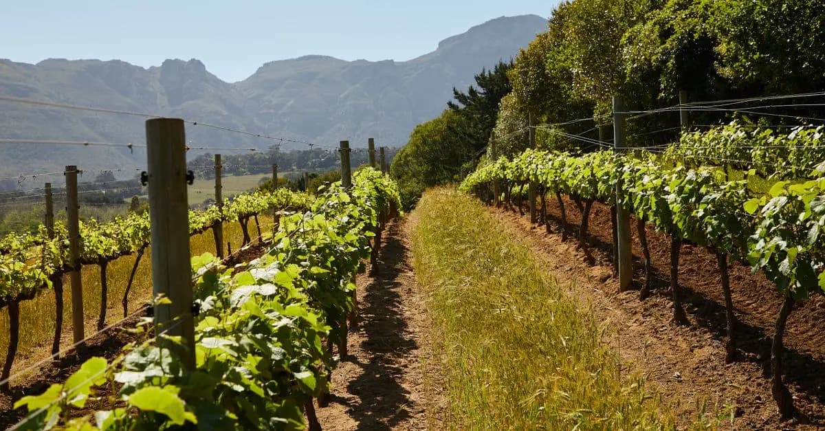 Dónde encontrar los mejores vinos españoles